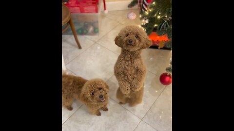 Dancing dog #dogs #cute #viral # animals #pets