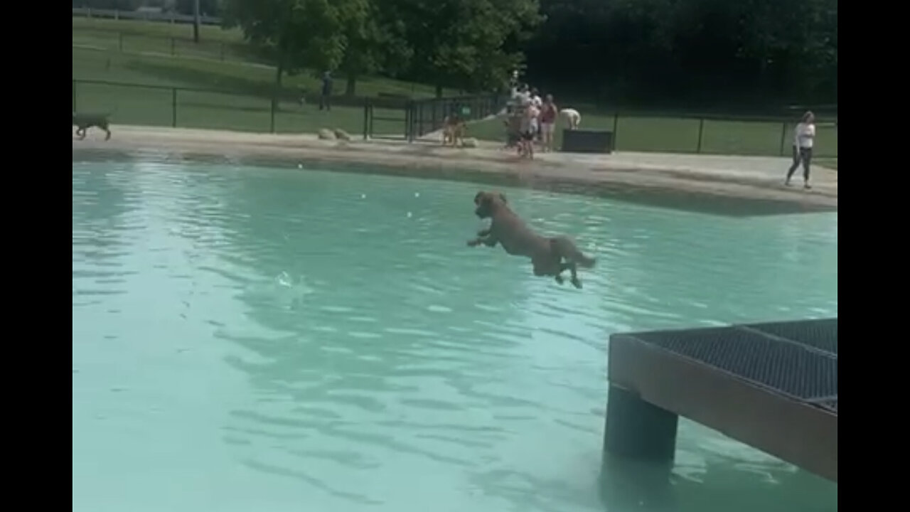 Leo jumping off the dock like a Splash Dogs Champ! ⭐️⭐️⭐️⭐️⭐️