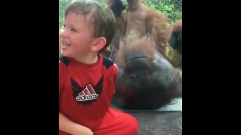 Child and Orangutan interact