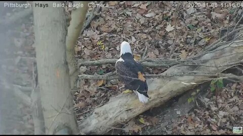 Hays Eagles Mom and Dad in nest Mom flys to tree on the ground 2020 11 08 11:11AM