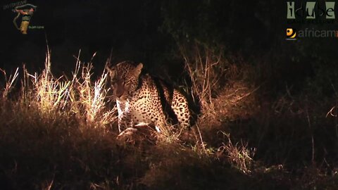WILDlife: Leopards Under The Spotlight