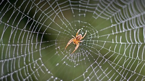 Spider The beautiful creation of Allah