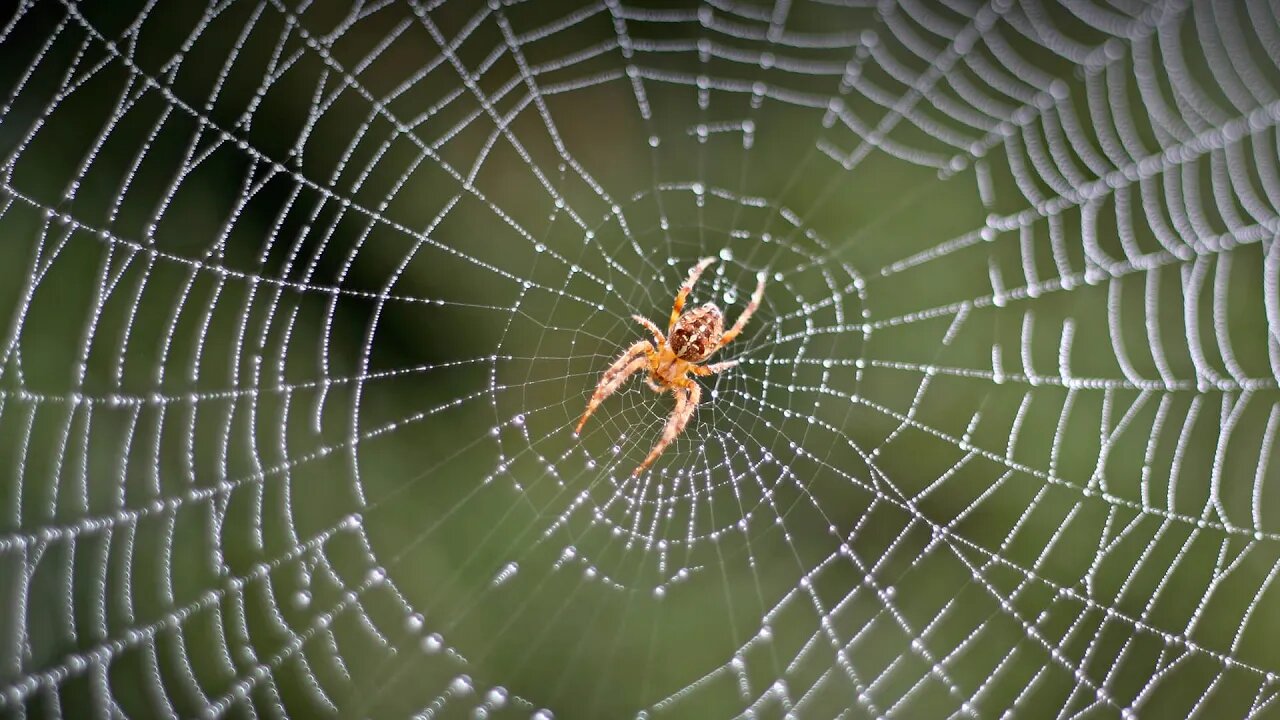Spider The beautiful creation of Allah