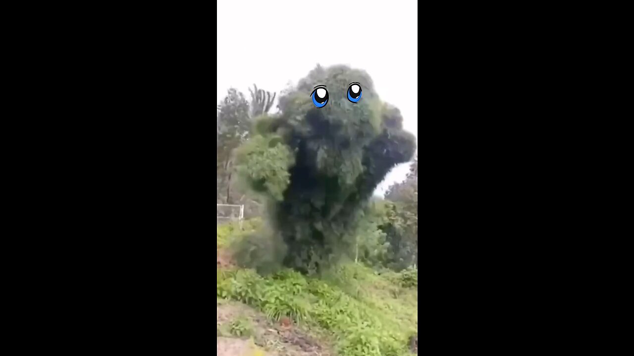 Mysterious Forrest Pack