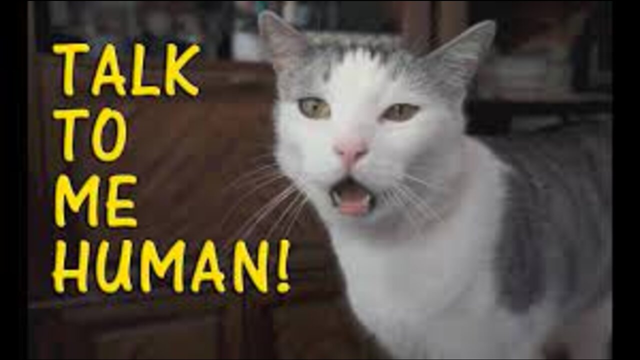 Cats talking !! these cats can speak english better than hooman