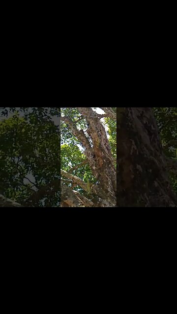 jabuticabeira coroada da restinga com 100 anos nativa de Niterói Maricá araruama saquarema RJ Brasil