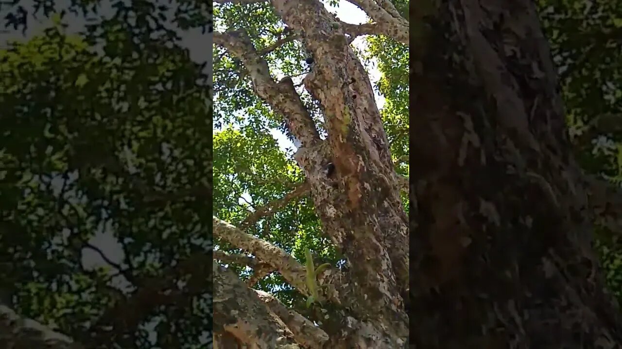 jabuticabeira coroada da restinga com 100 anos nativa de Niterói Maricá araruama saquarema RJ Brasil