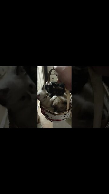 BASKET FULL OF . . . . . . .