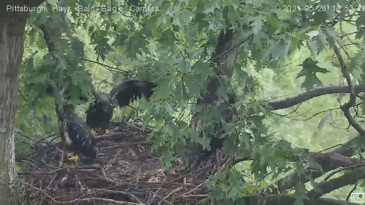 Hays H13 tries branching on the vertical branch of the nest 021 05 28 12:53