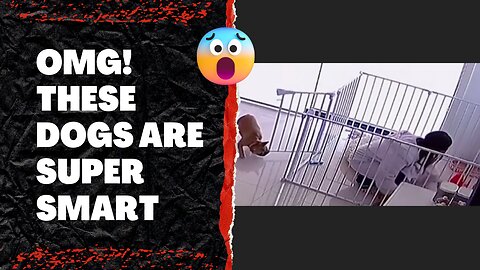 OMG !! These Dogs are Super Smart 🤣🤣🤣 Must Watch