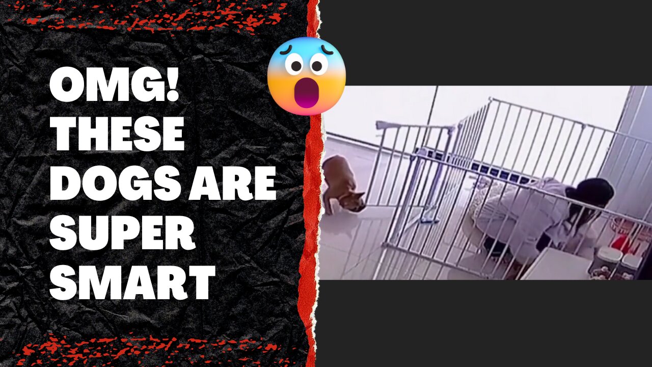 OMG !! These Dogs are Super Smart 🤣🤣🤣 Must Watch