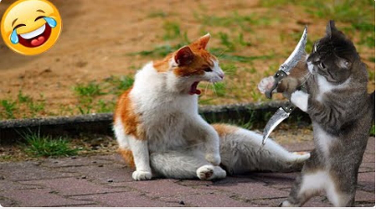 Funniest Animals 2023 😂 | Funniest Cats and Dogs | Part 17