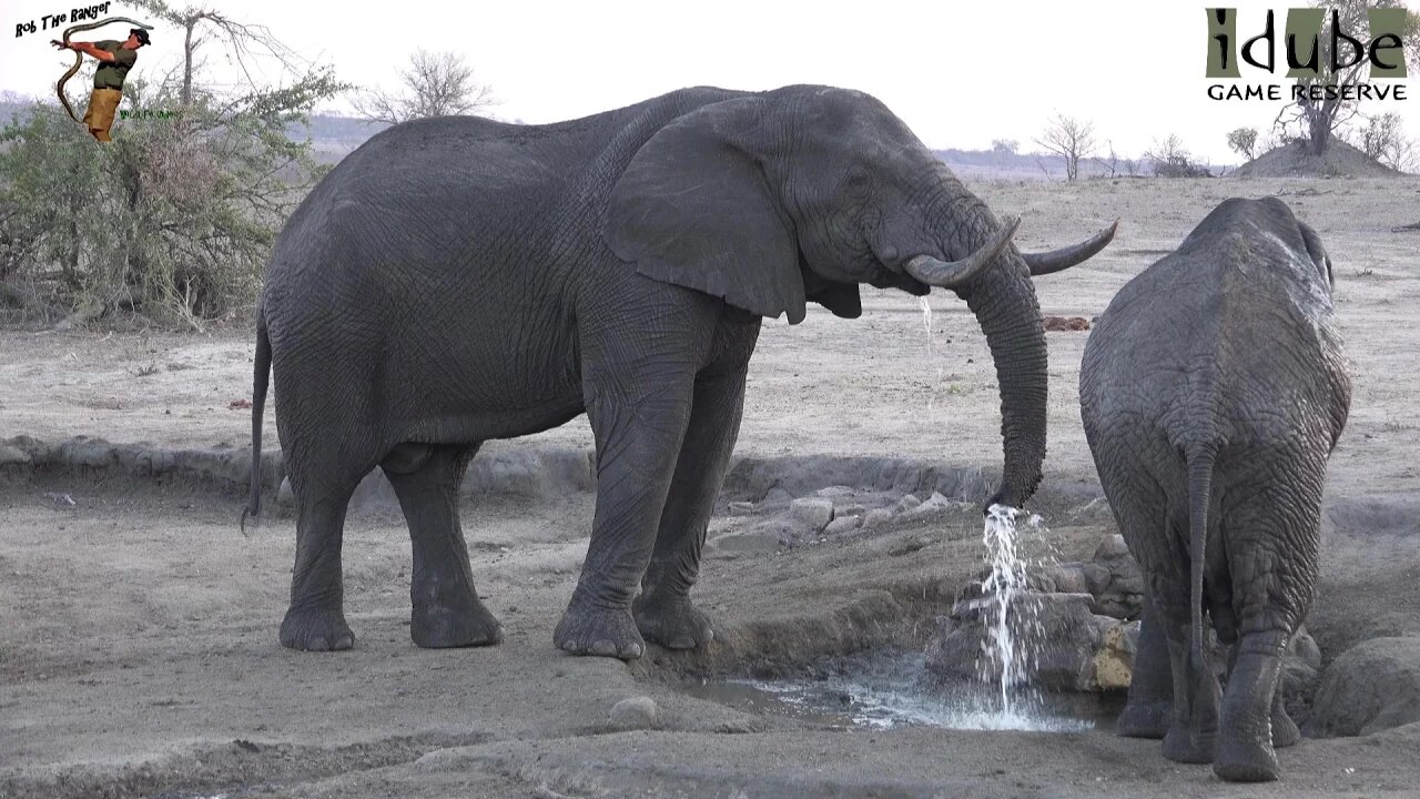 Thirsty Elephant Bulls Drinking At A Water Point