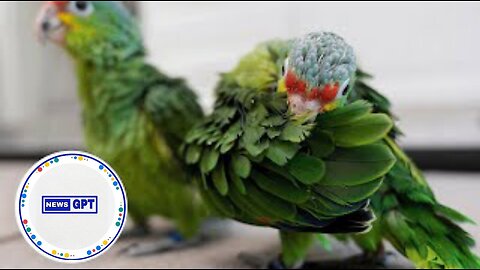 Chirping parrot chicks alert authorities to wildlife smuggling attempt