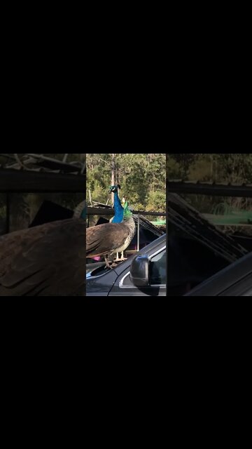 Peacock and Peahen at home on my car
