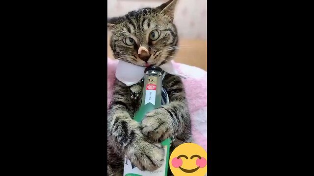 shorts-cat-meme-kitten-tik-tok-video-ð-funny-cats-meow-baby-cute-compilation-cat-cash-home