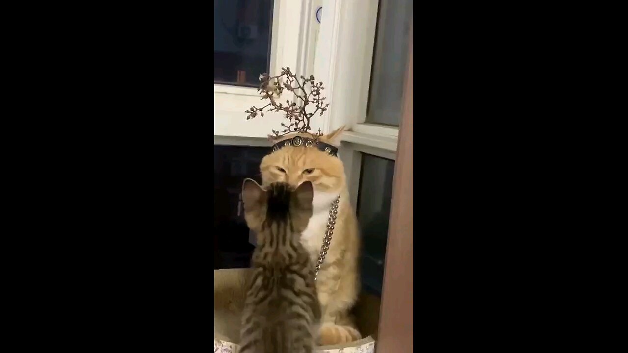 cute cat