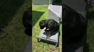 Dogs drying after getting a bath