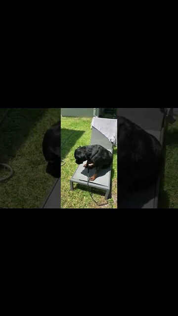 Dogs drying after getting a bath