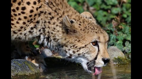 cheetah is The fastest land mammal in the world!