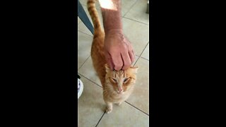 Hungry cats get super excited for lunchtime