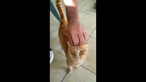 Hungry cats get super excited for lunchtime