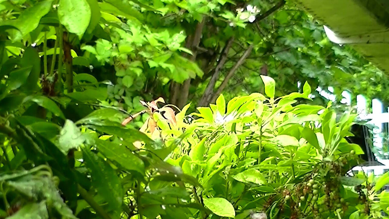 IECV NV #630 - 👀 Green Tree Leaf's In The Rain 🌿🍃6-13-2018