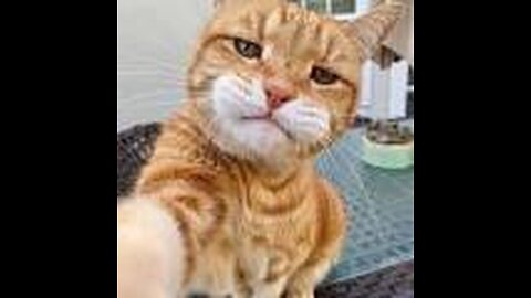 Funniest cats🐱In The World😂 Funny and Fails Pets Video #shorts #54 #cats #funny #animals