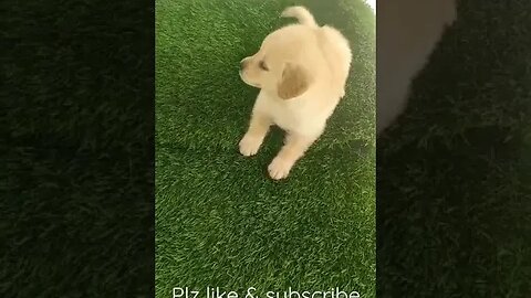 Cute little puppy #shorts #viral #trending