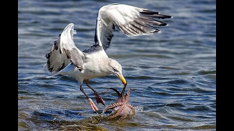 The Eagle Dies While Hunting Octopus In The Ocean