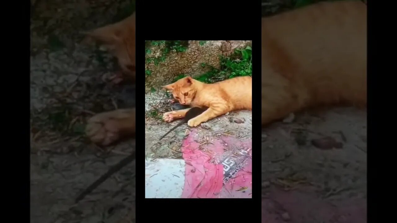 Cat vs Rat
