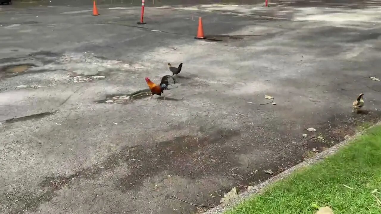 Why did the chicken cross the road?￼