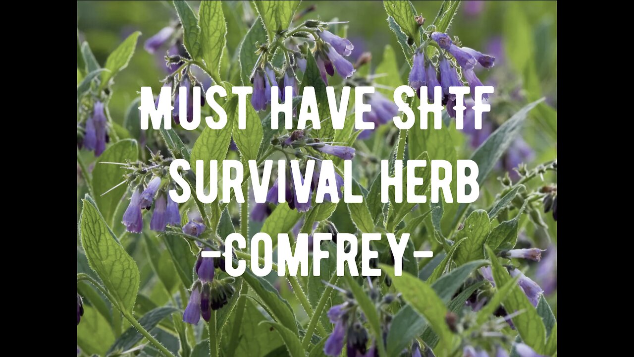 Must have SHTF survival herb....Comfrey!