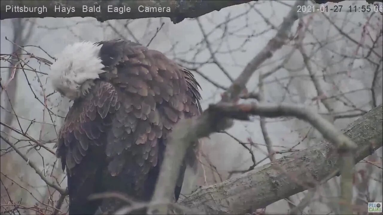 Hays Eagles Mom keeps warm fluffing feathers-study12721