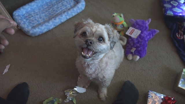 Gizmo (Dog) Opens His Own Christmas Gifts