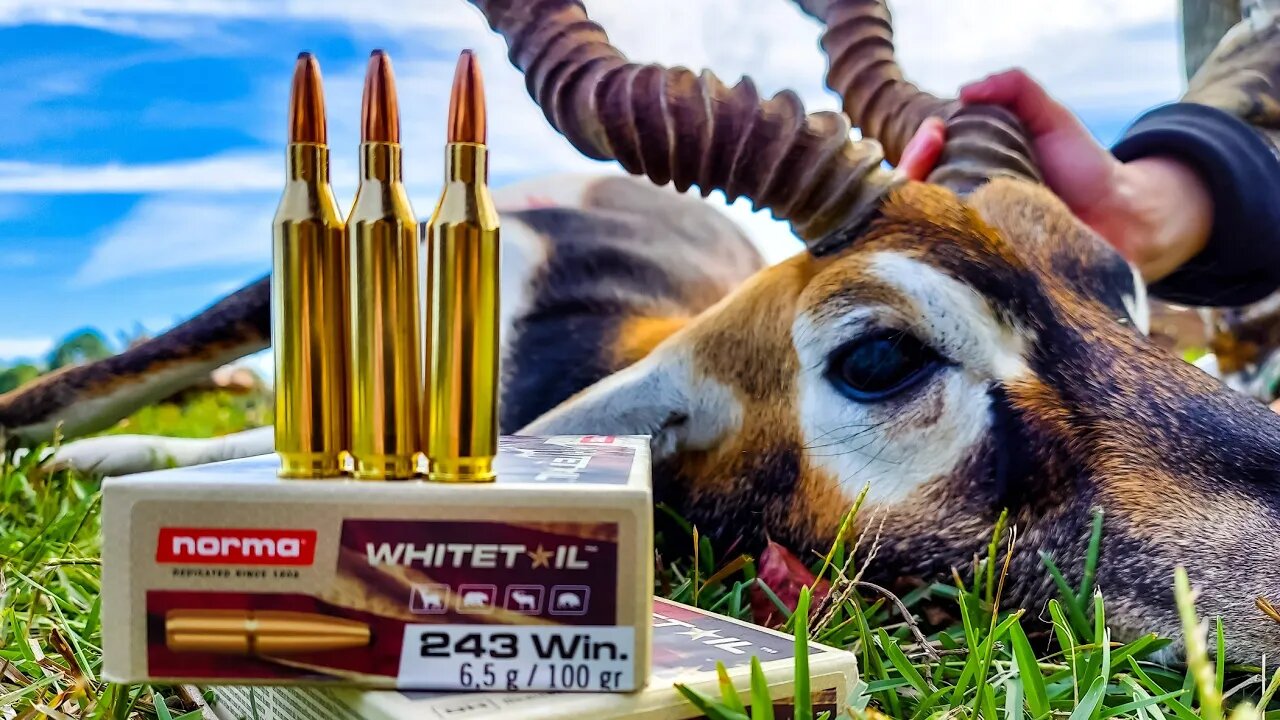 .243 vs Blackbuck - Norma Whitetail Ammo