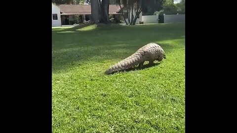 Pangolin walking on their hind legs