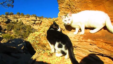 Our cats #52 #shorts – Cats on Red Rock on Sunny Day