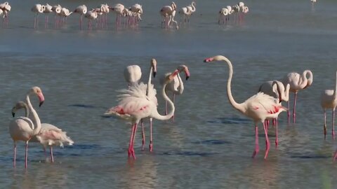 Flock of pink flamingos, birds in swamp water in Camargue, southern France. Wild animals, French fau