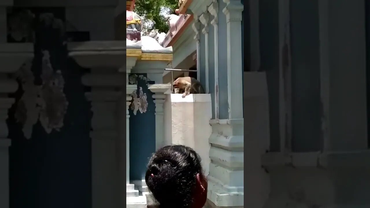 கொரங்ப்பா