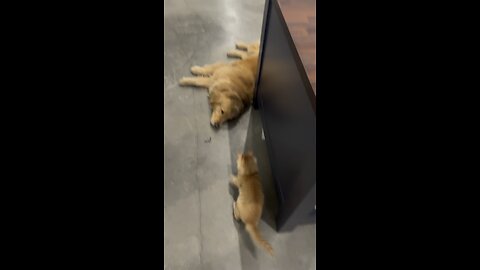 Funny Cat Video