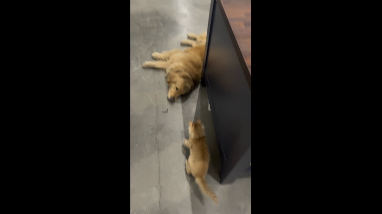 Funny Cat Video