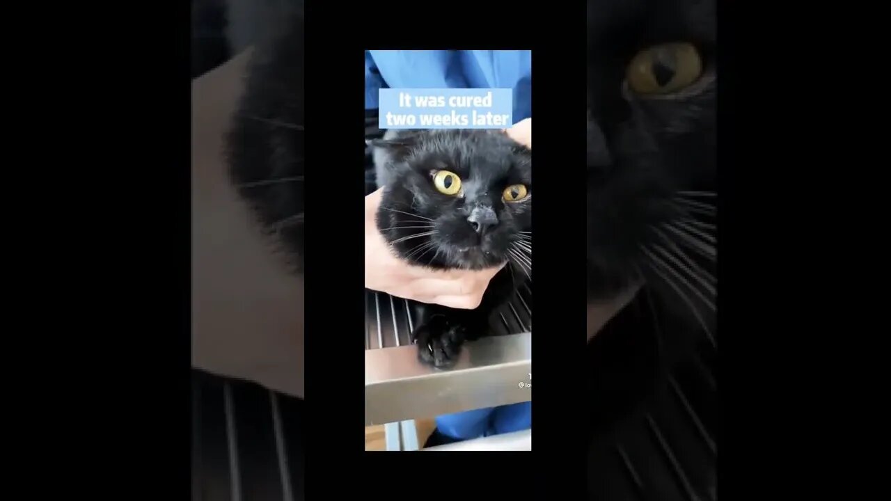 Cat recovered from eye infection