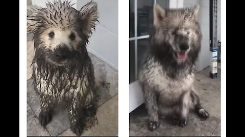 During the walk, the dogs found mud and got very heavily covered in it.