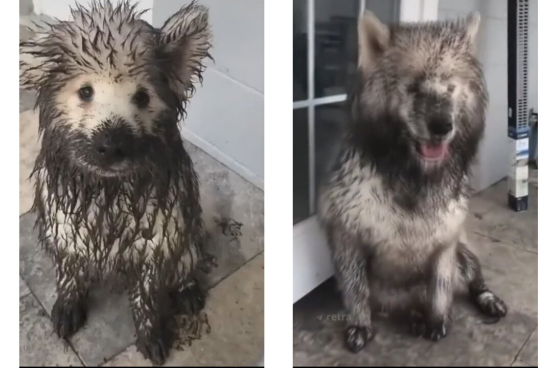 During the walk, the dogs found mud and got very heavily covered in it.