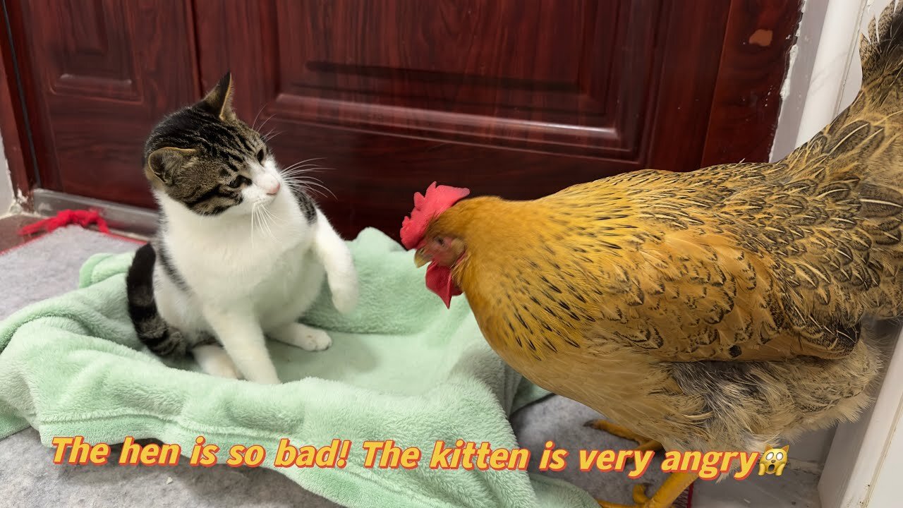 Hens are so bad! The hen wants to sleep with the kitten. Kitten is angry 💢Cute and interesting