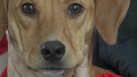 "Ruffalo Jill" a local rescue dog to be featured in "Puppy Bowl 18"