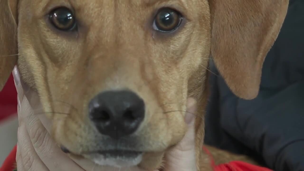 "Ruffalo Jill" a local rescue dog to be featured in "Puppy Bowl 18"