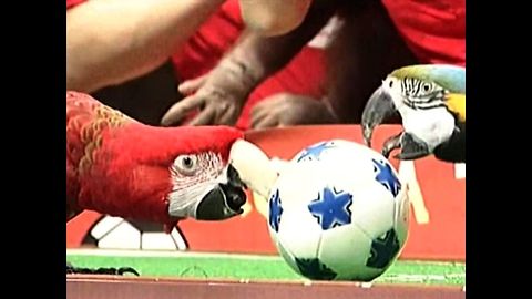 Parrot World Cup