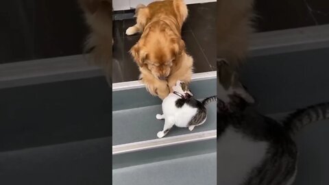 dog & cat funny video 🐕🐈🤩